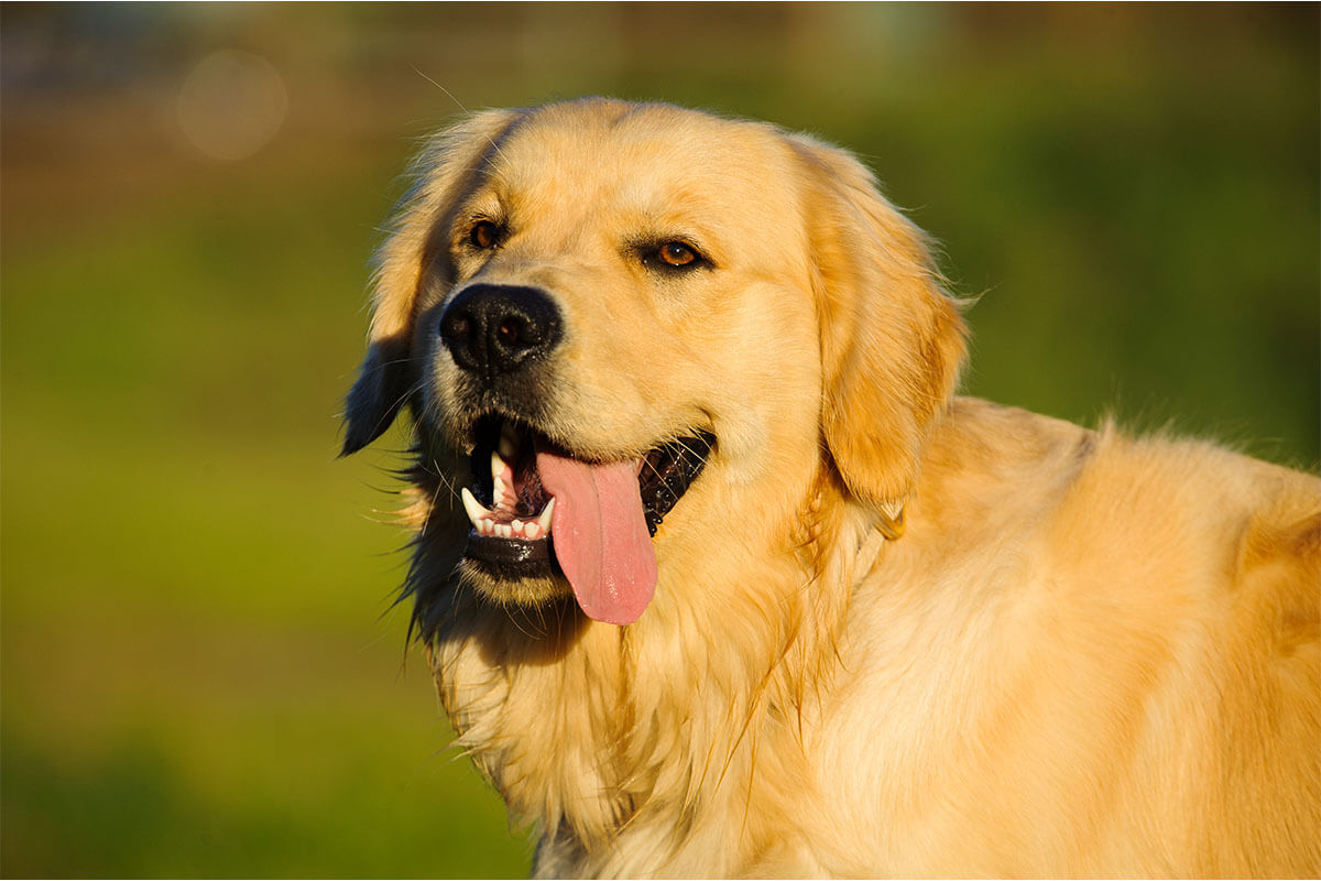 Golden Retriever Köpeği Özellikleri, Bakımı ve Beslenmesi 4 Golden Retriever Köpeği Ne Yer, Nasıl Beslenmeli?