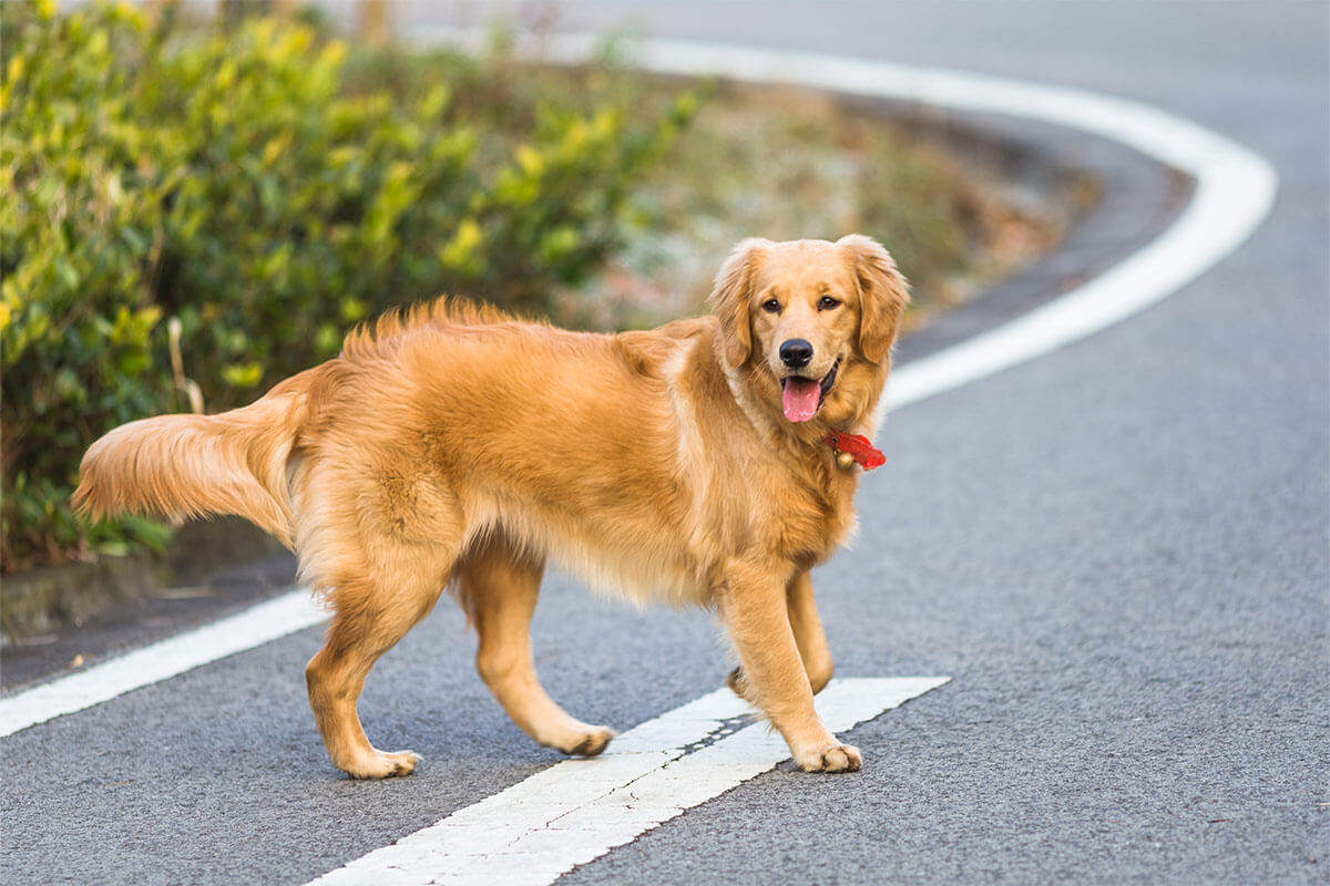 Golden Retriever Köpeği Özellikleri, Bakımı ve Beslenmesi 2 Golden Retriever Köpeğinin Fiziksel Özellikleri ve Görünümü