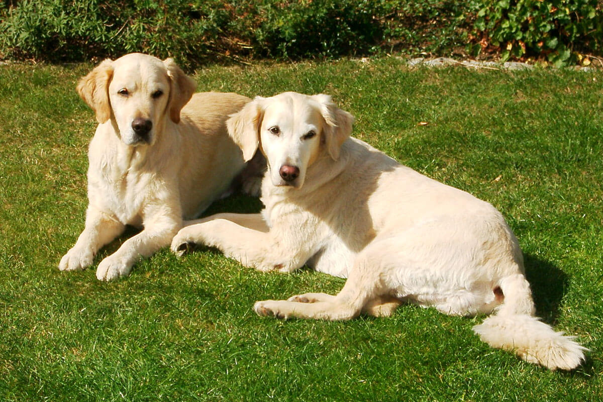 Golden Retriever Köpeği Özellikleri, Bakımı ve Beslenmesi 5 Golden Retriever Sahiplenirken Bilinmesi Gerekenler