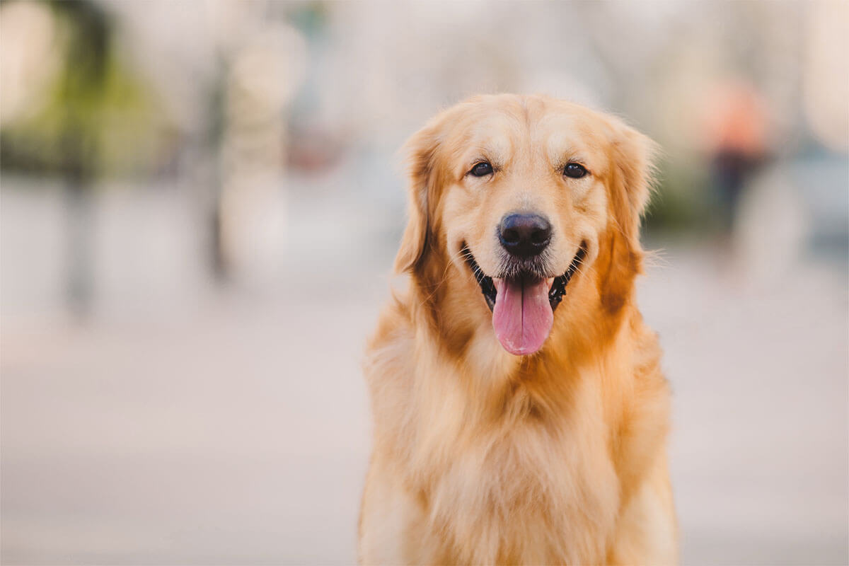 Golden Retriever Köpeği Özellikleri, Bakımı ve Beslenmesi 3 Golden Retriever Köpeğinin Bakımı ve İpuçları