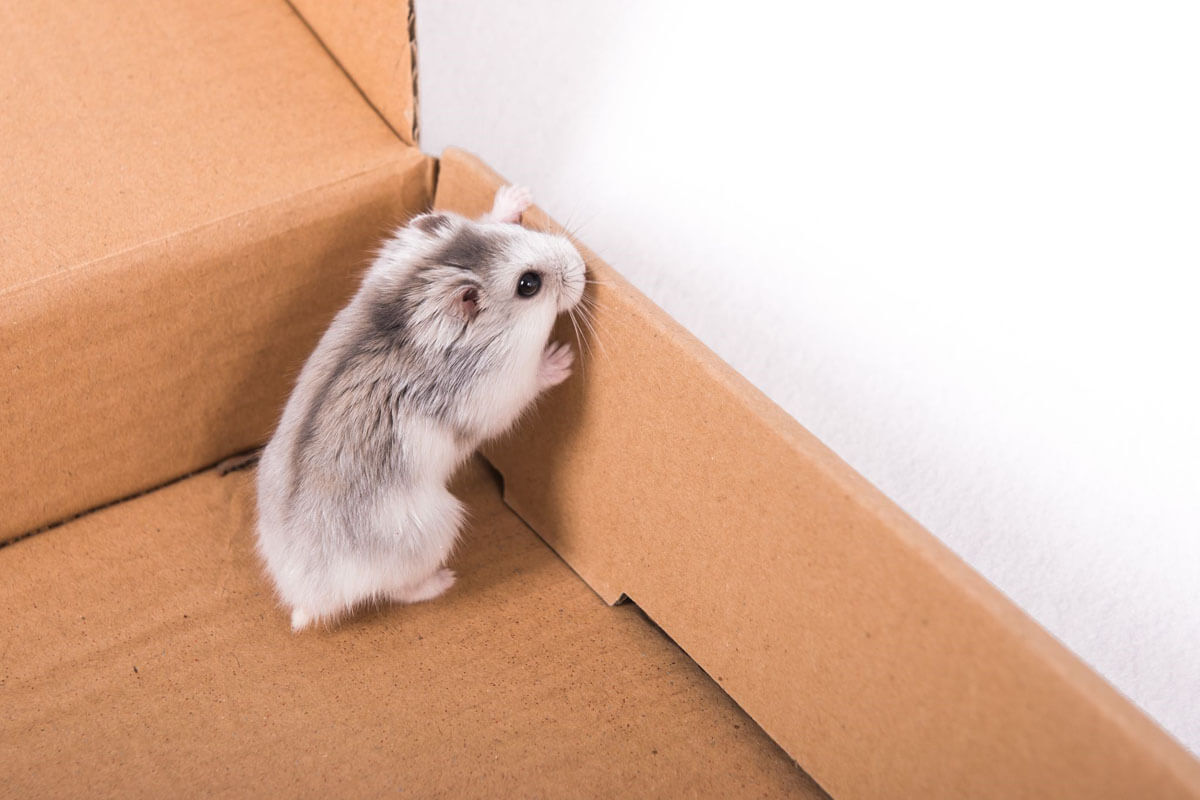 Gonzales Hamster Genel Özellikleri ve Bakımı 2 Gonzales Hamsterının Bakımı: Sağlık ve Mutluluk İçin İpuçları
