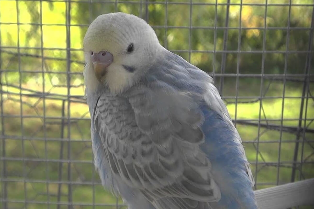 Gri Kanat Muhabbet Kuşları (Greywing)