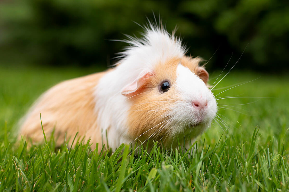 Bakımı Kolay Evcil Hayvanlar 8 Guinea Pig