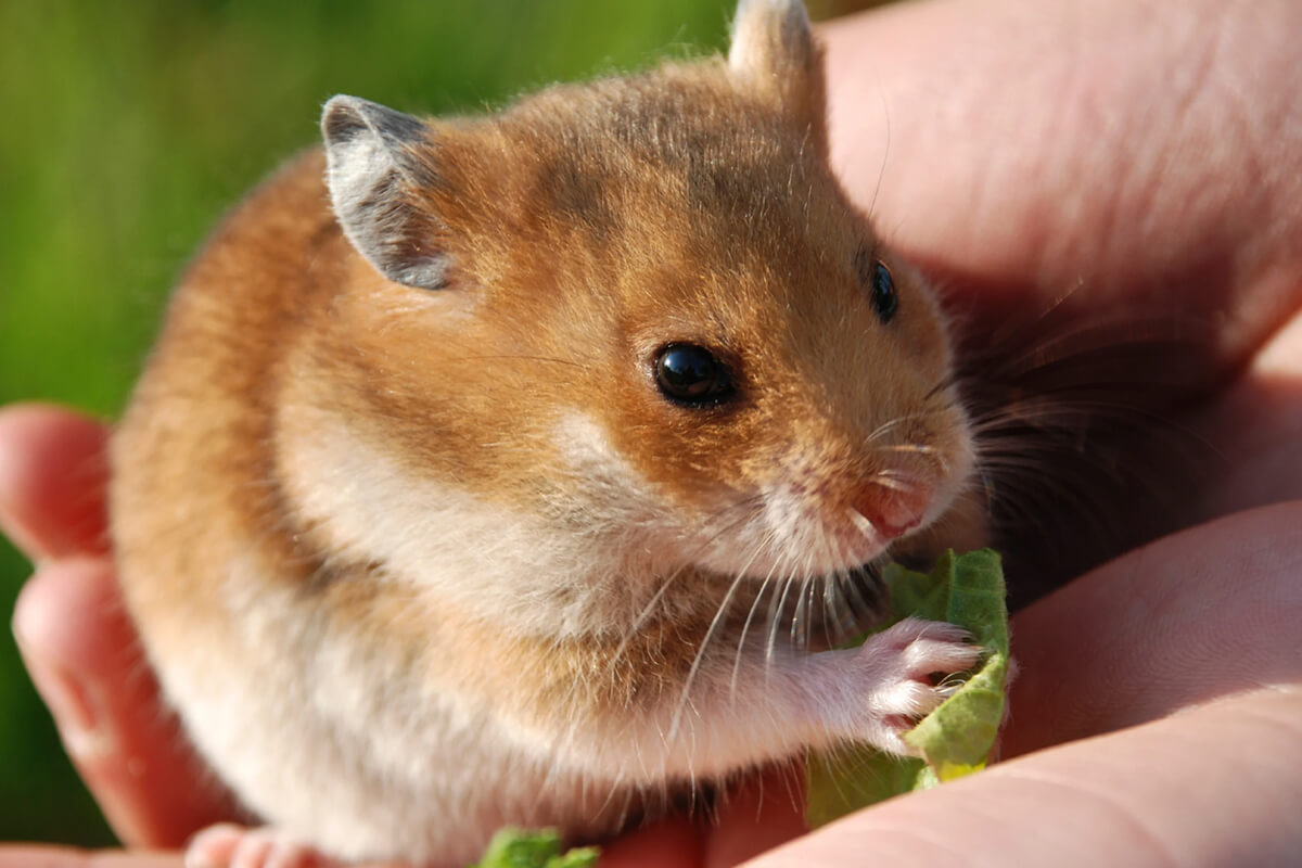 Bakımı Kolay Evcil Hayvanlar 6 Hamster