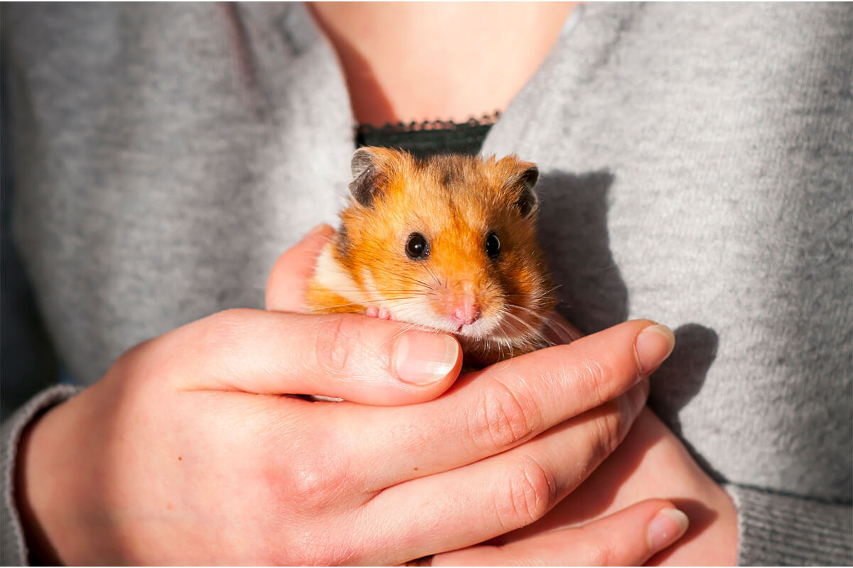 Hamsterlarda Yaşam Evreleri