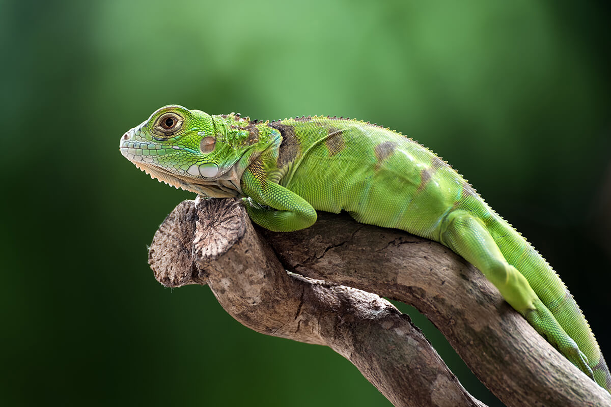 Bakımı Kolay Evcil Hayvanlar 13 İguana