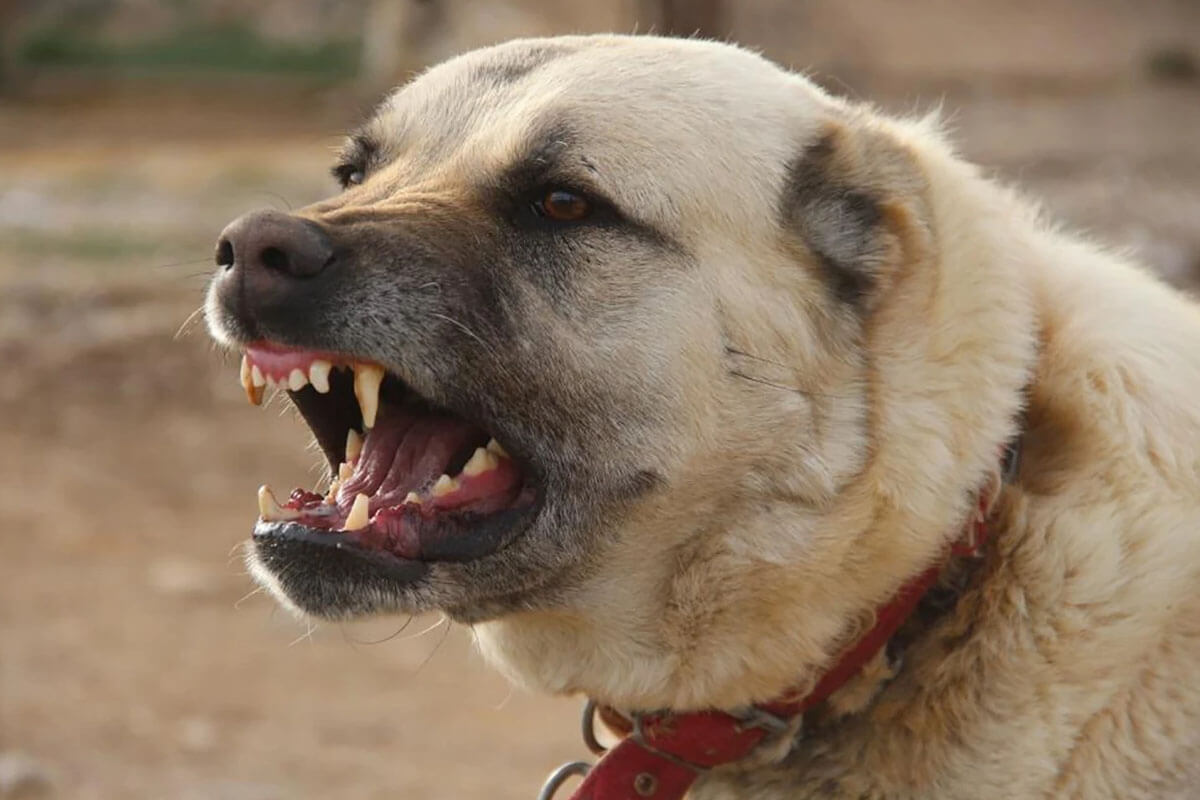 Kangal Köpeğinin Bakımı ve İpuçları