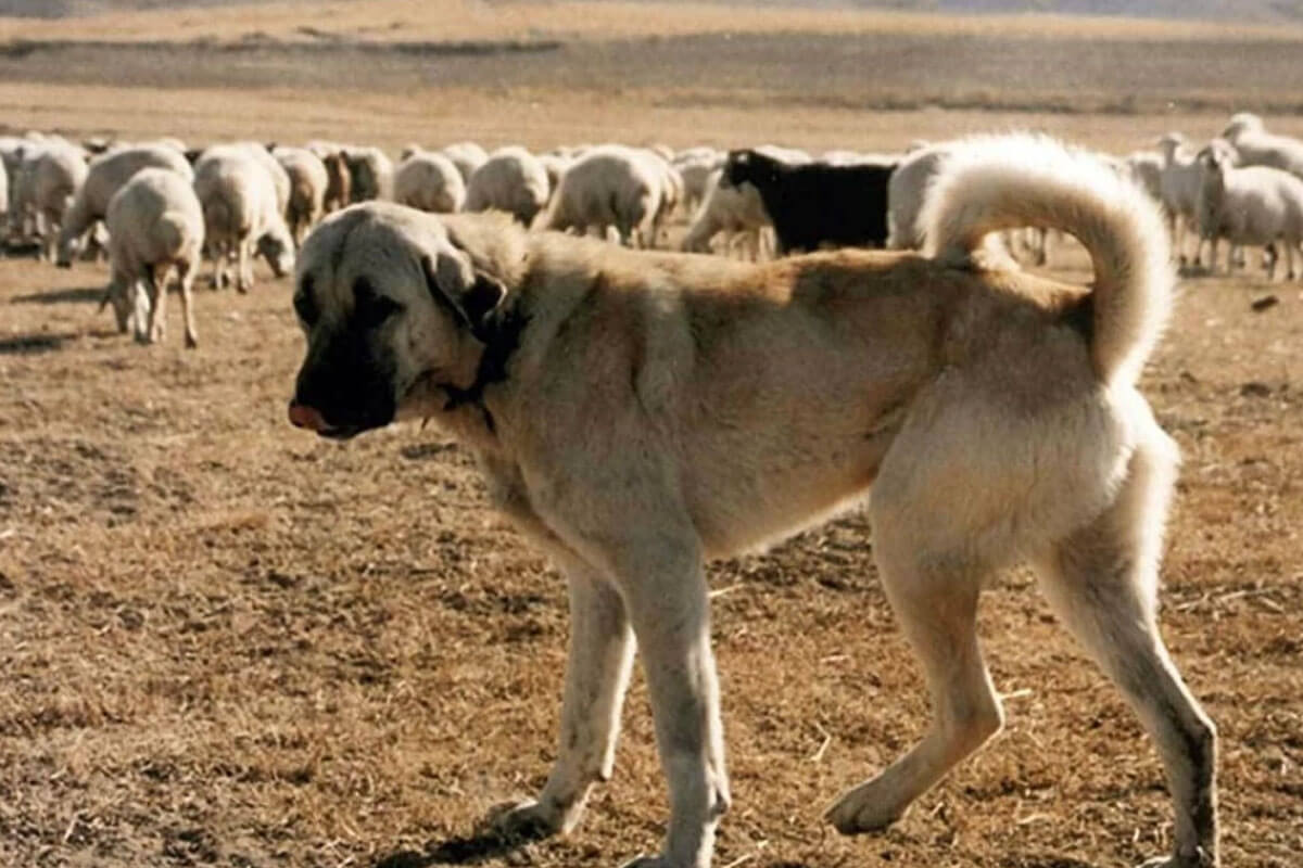 Kangal Köpeğinin Fiziksel Özellikleri ve Görünümü