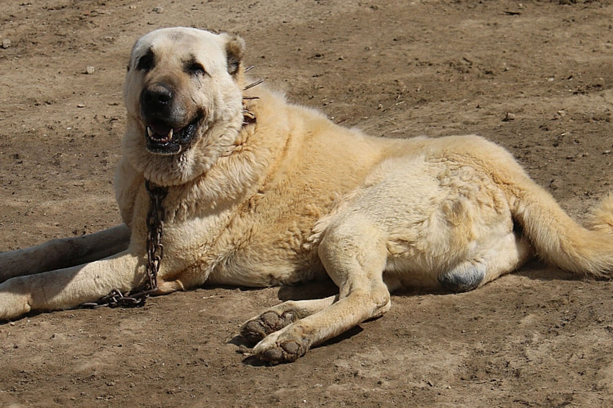 Kangal Köpeği Ne Yer, Nasıl Beslenmeli?