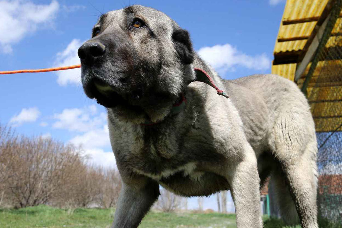 Kangal Sahiplenirken Bilinmesi Gerekenler