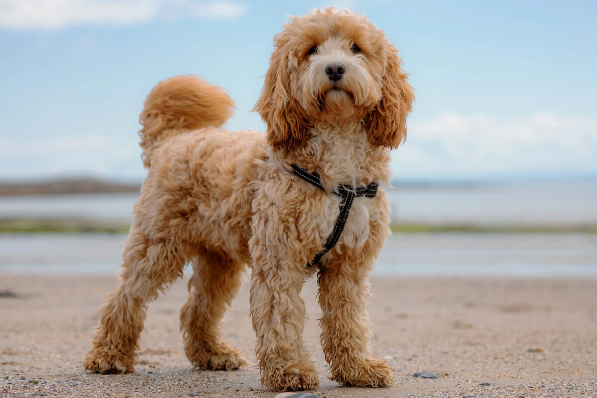Süs Köpeği (Fino) Cinsleri ve Özellikleri 6 Kaniş