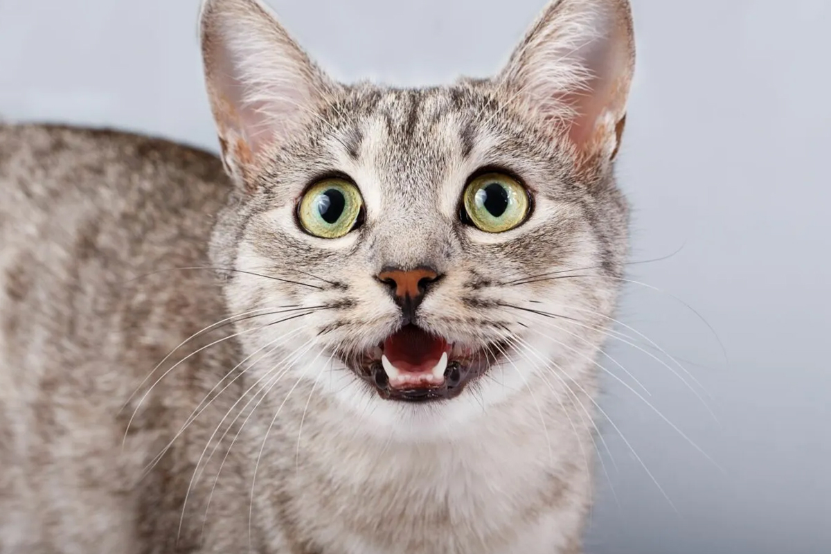 Kedi Tüyü Zararlı mı? Akciğere Kedi Tüyü Kaçması Nedenleri, Belirtileri ve Tedavi Çözümleri 3 Kedi Kılı Yuttuğunuzda Yapmanız Gerekenler