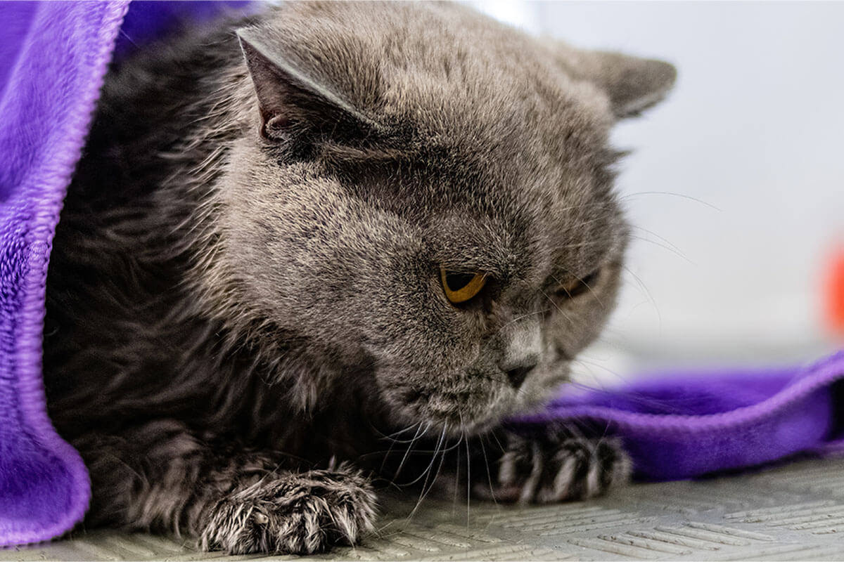 Kedi Kusması Nedir?