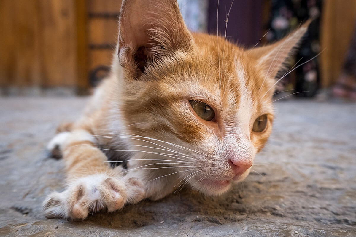 Kedi Kusmuğu İçeriği ve Anlamları