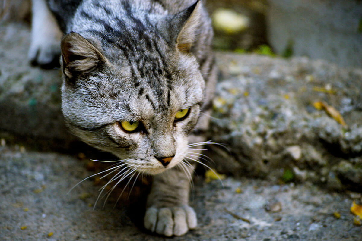 Kedi Saldırıları ve Anlamları