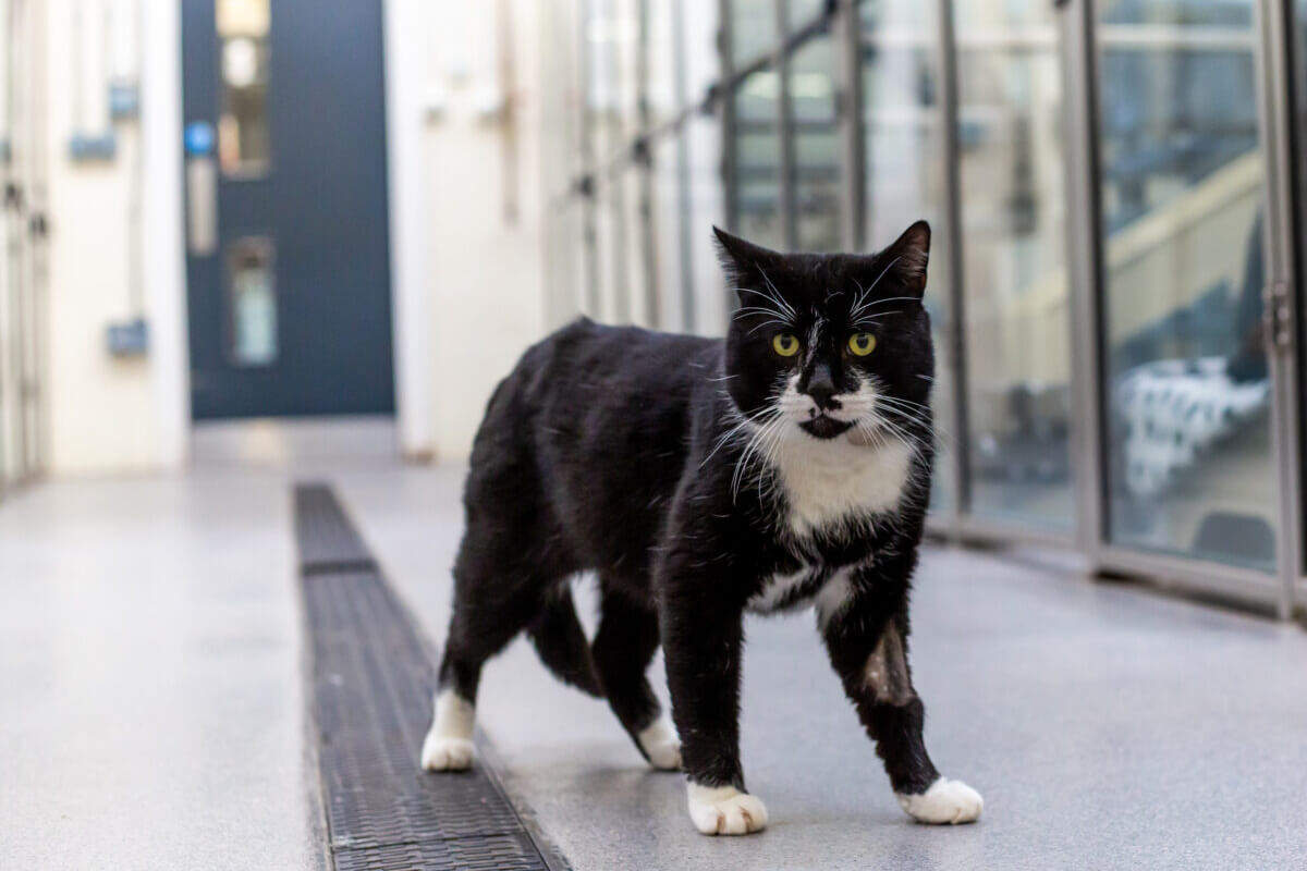 Kedi Tüyü Zararlı mı? Akciğere Kedi Tüyü Kaçması Nedenleri, Belirtileri ve Tedavi Çözümleri 2 Kedi Tüyü Ciğere Kaçar Mı?, Yapışır Mı?
