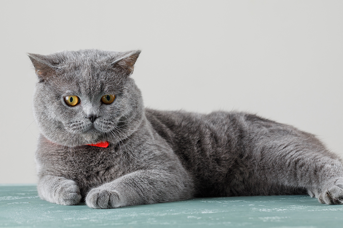 Kedi Yaşı Nasıl Hesaplanır? Kedi Yaşı Hesaplama Aracı 4 Kedi Yaşı Hangi Yöntemlerle Tahmin Edilir?