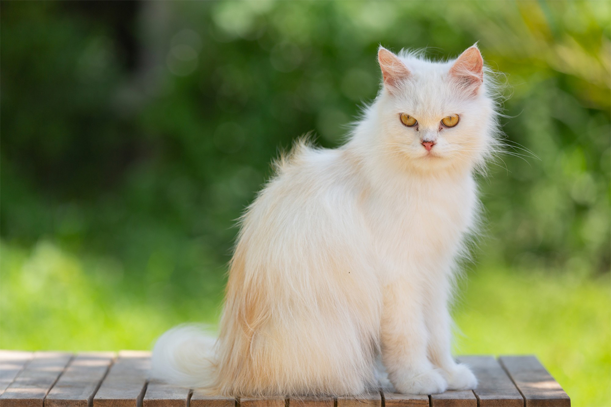 Kedi Yaşı Nasıl Hesaplanır? Kedi Yaşı Hesaplama Aracı 2 Kedi Yaşı Nasıl Hesaplanır?