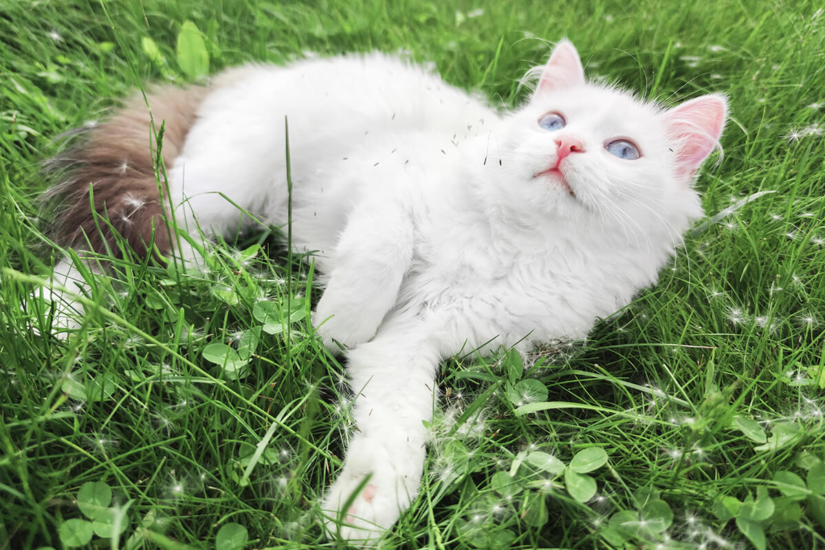 Bakımı Kolay Evcil Hayvanlar 2 Kedi