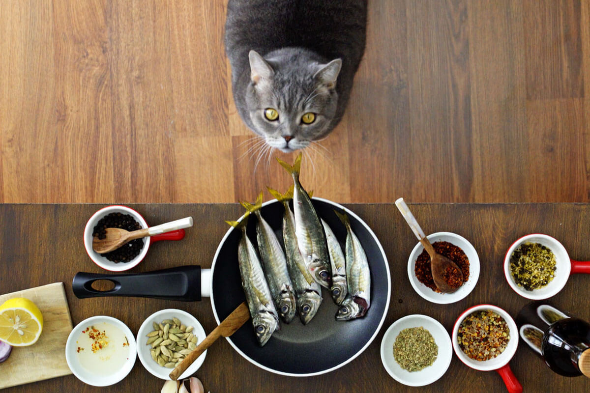 Ev Yapımı Kedi Maması Tarifleri 3 Kediler İçin Ev Yapımı Mama Nasıl Hazırlanır?