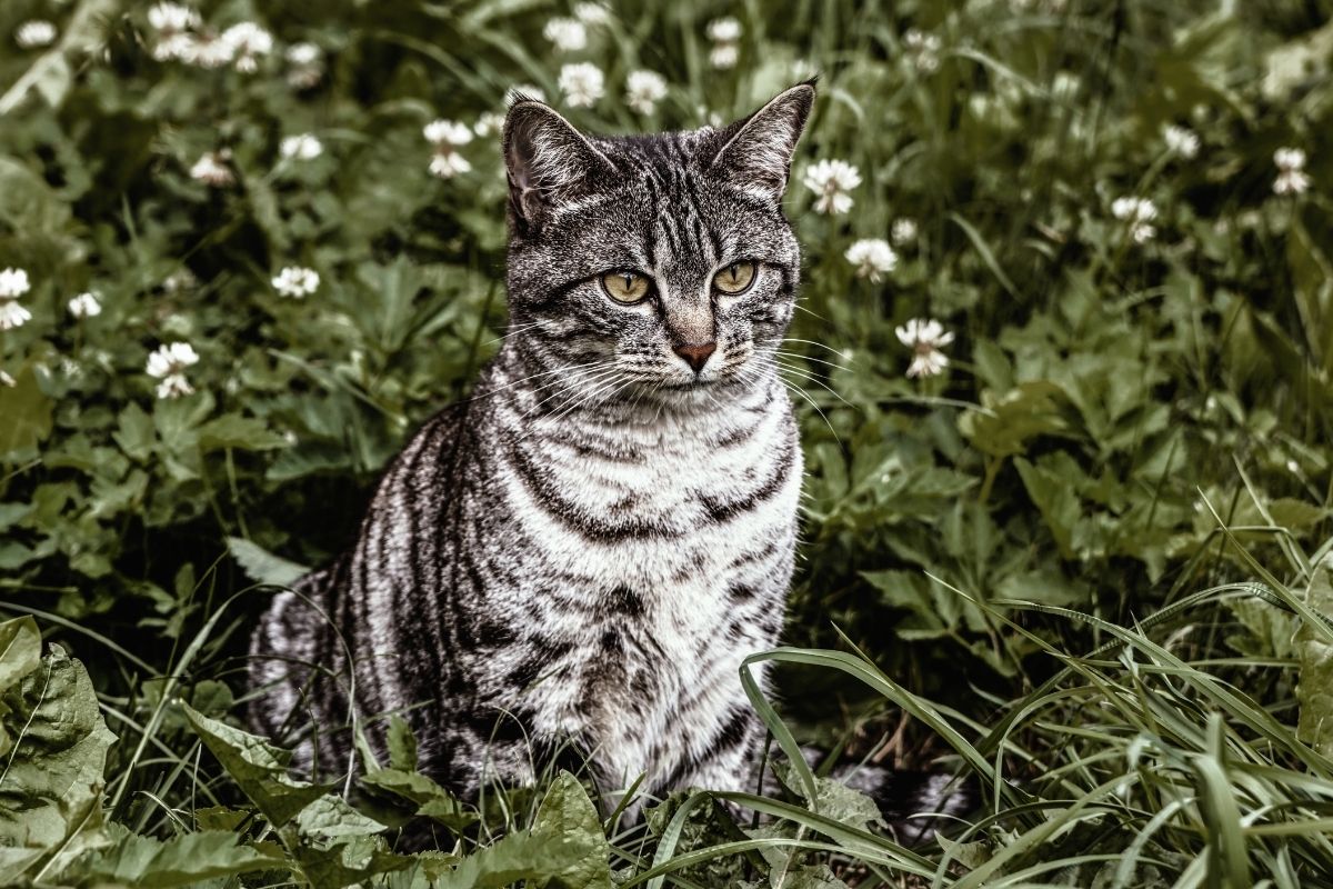 Kedilerde Kısırlaştırma Ameliyatı ve Sonrasında Alınacak Önlemler 2 Kedi Kısırlaştırma (Kastrasyon) Nedir?