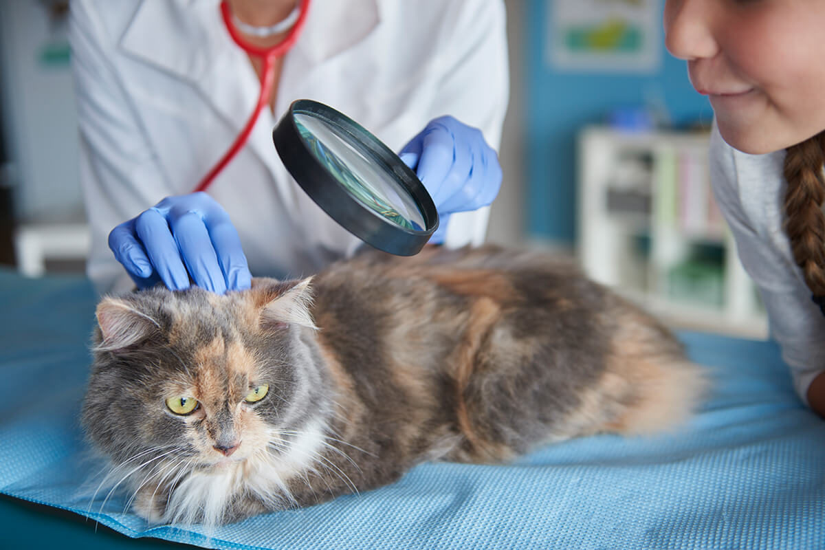 Kedi Piresi Nasıl Geçer? Kedinizdeki Pireleri Nasıl Yok Edebilirsiniz? 3 Kedilerde Pire Oluşmasının Nedenleri