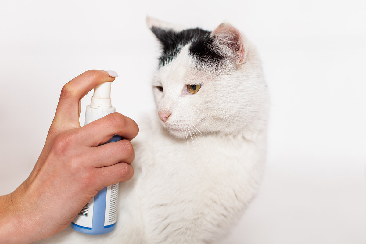 Kedi Piresi Nasıl Geçer? Kedinizdeki Pireleri Nasıl Yok Edebilirsiniz? 5 Kedinizi Pirelerden Nasıl Korursunuz?