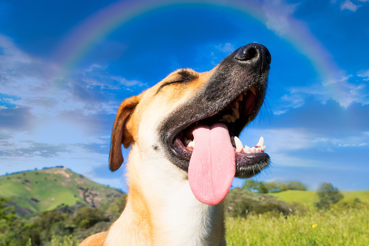 En Güzel Dişi ve Erkek Köpek İsimleri, 200+ İsim Önerileri 2 Köpeğime Nasıl Bir İsim Vermeliyim?