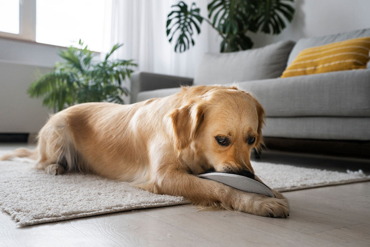 Köpeğiniz Sarı Safra Kustuğunda Ne Yapmalısınız?