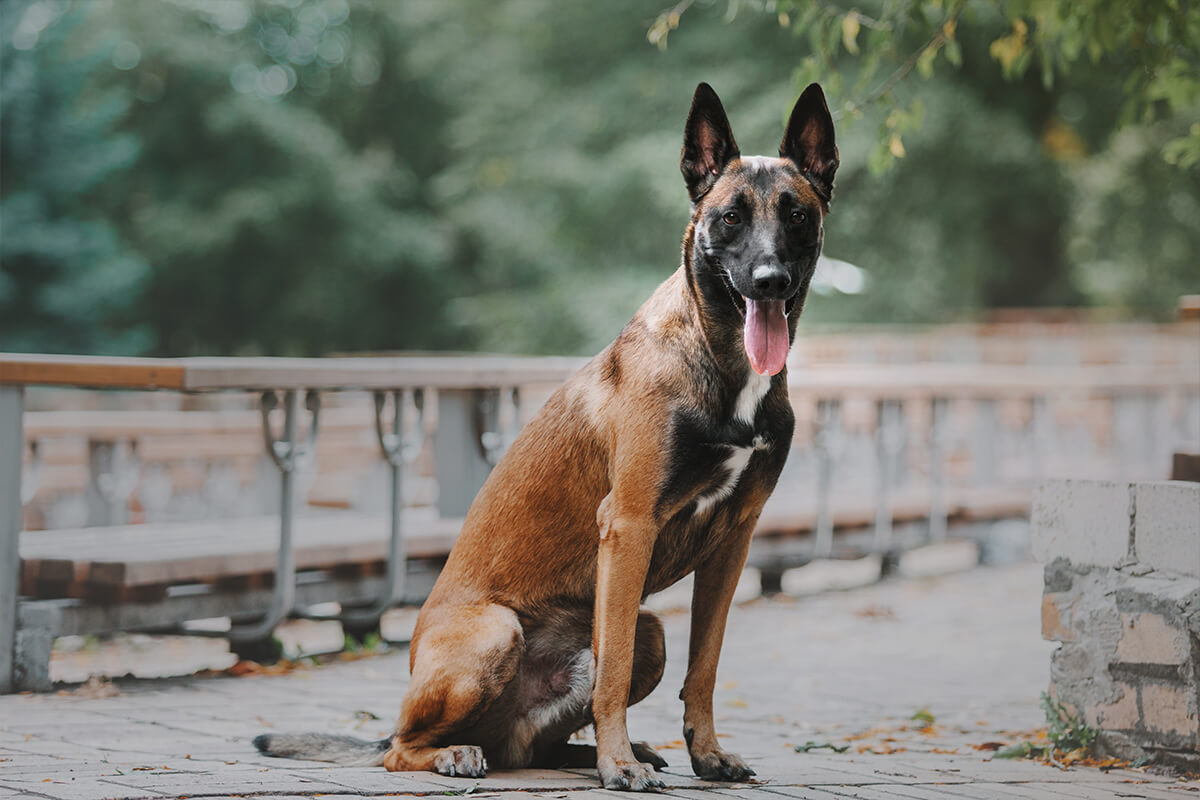 En Güzel Dişi ve Erkek Köpek İsimleri, 200+ İsim Önerileri 7 Köpeğinize Özel Kendiniz Bir İsim Koyun