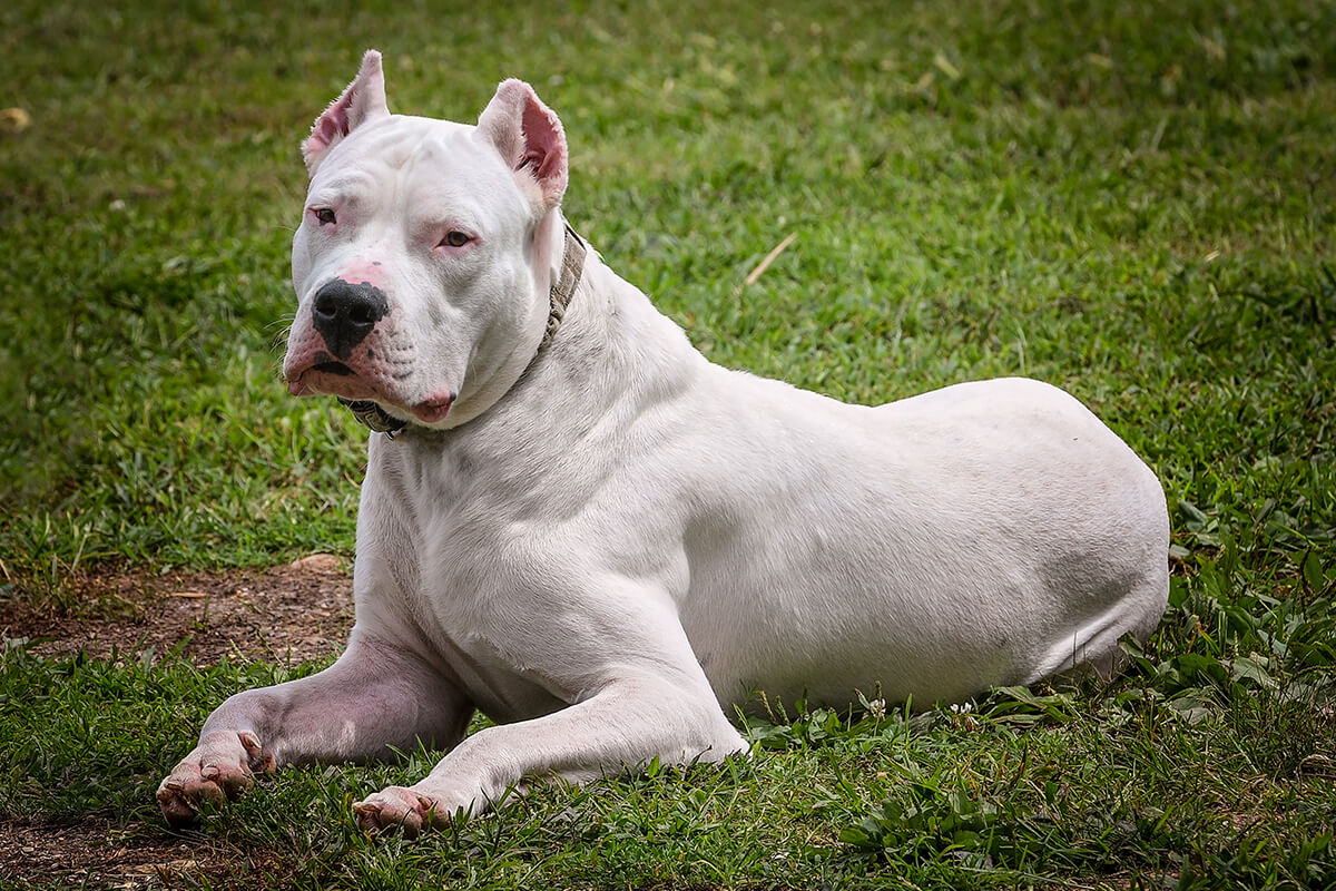 Köpek Irklarının Yasaklanma Sebepleri