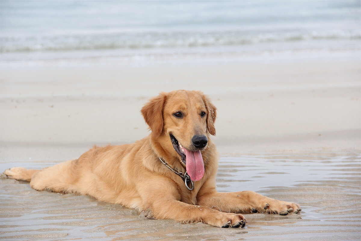 Köpek Yaşı Hesaplama, Köpek Yaşı Hesaplama Aracı 2 Köpek Yaşı Hangi Yöntemlerle Tahmin Edilir?
