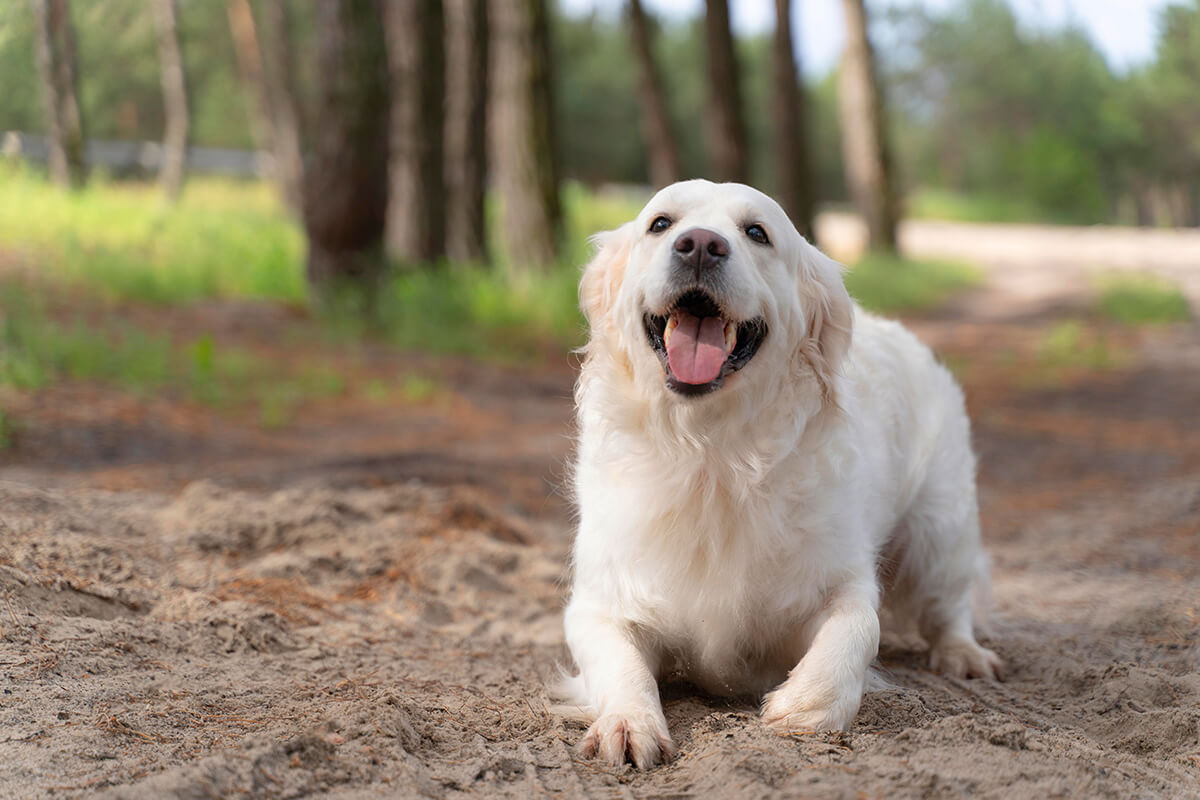 Bakımı Kolay Evcil Hayvanlar 3 Köpek