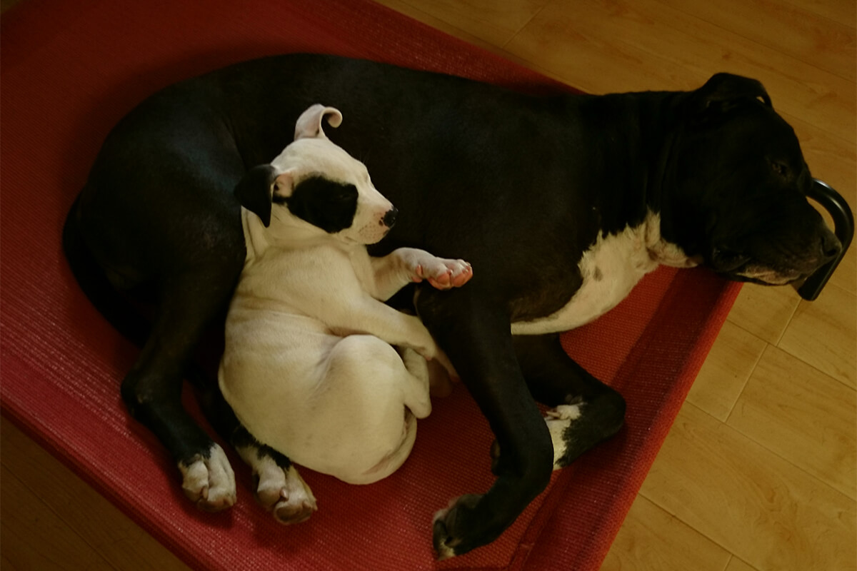 Köpekler Kaç Günde Doğurur? 2 Köpeklerde Gebelik ve Doğum Süresini Etkileyen Faktörler