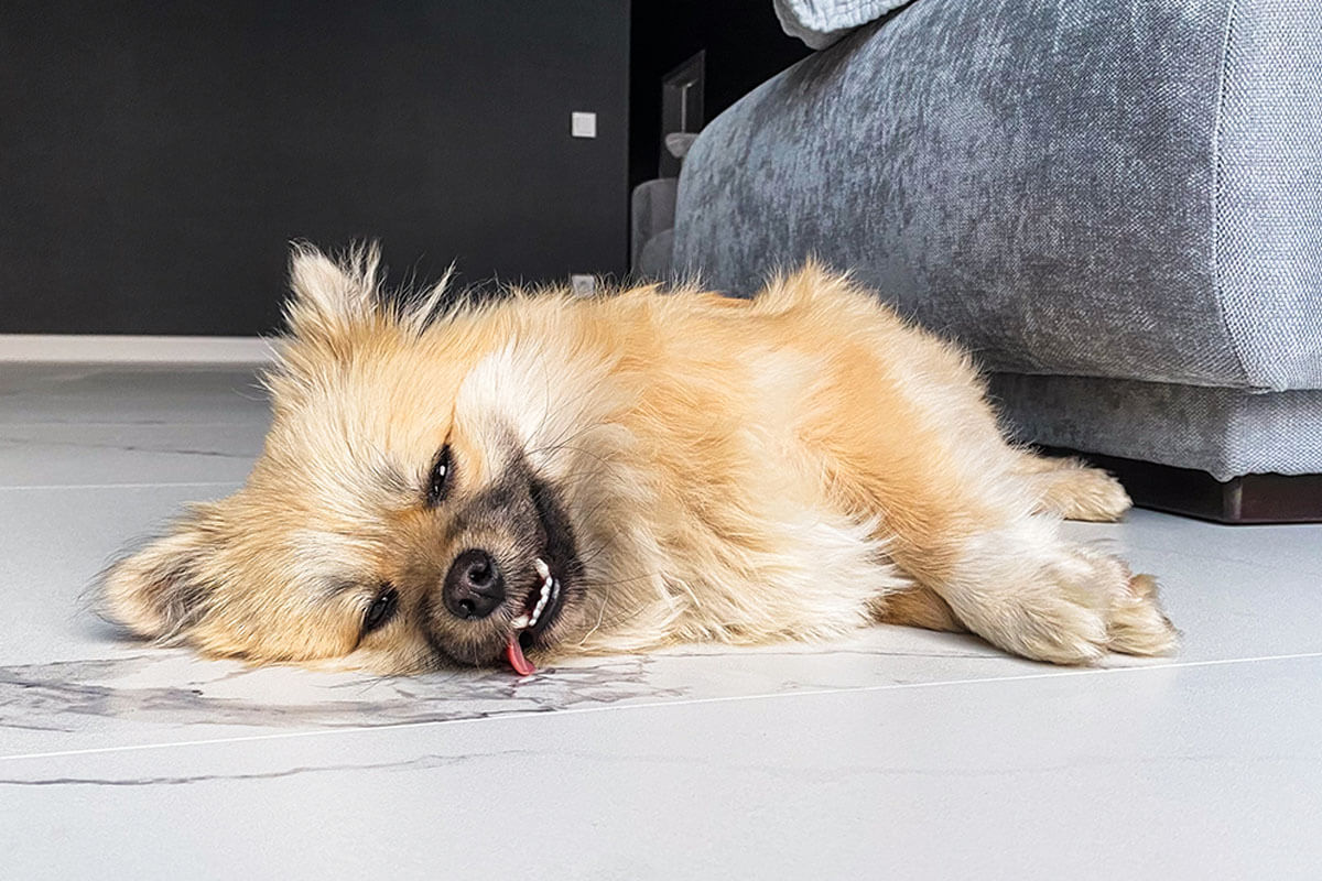Köpeklerde Kusma Nasıl Önlenir? Beslenme ve Korunma Yolları