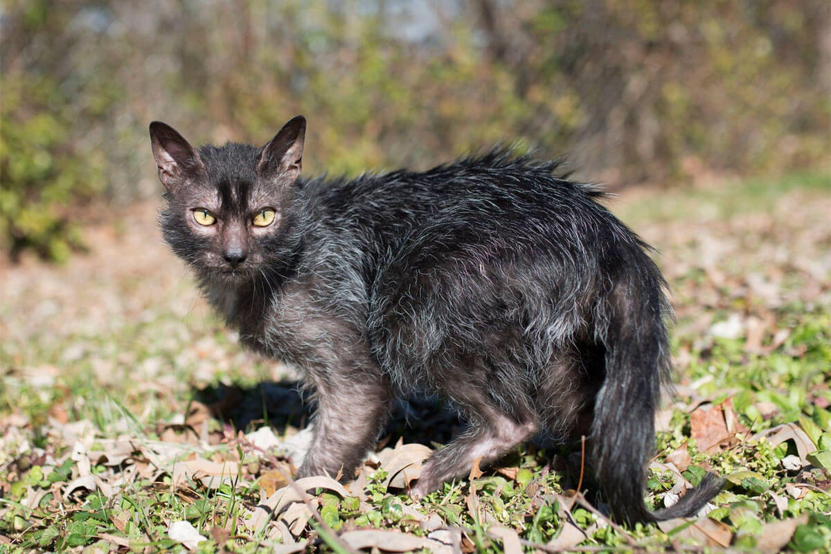 Tanışmanız Gereken Tüysüz Kedi Cinsleri 7 Lykoi
