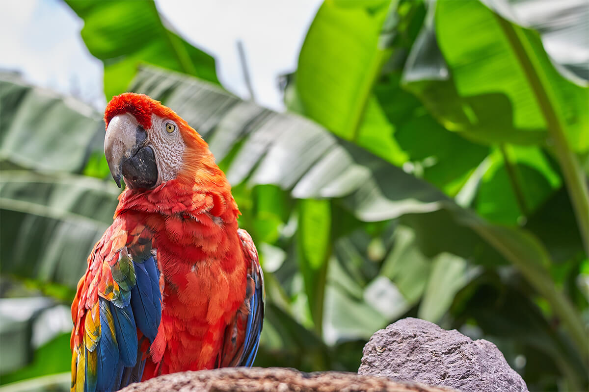 En Büyüleyici 10 Papağan Türü 2 Macaw Papağanı