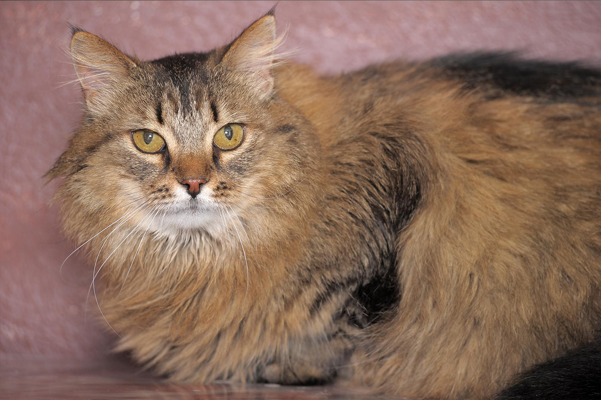 Maine Coon Kedisi Genel Özellikleri ve Bakımı 3 Maine Coon Kedisi Bakımı ve Sağlığı