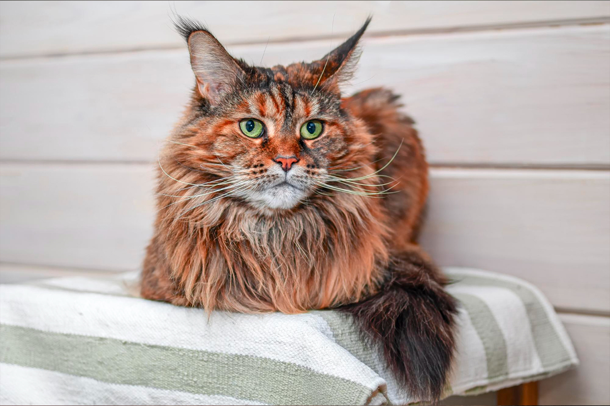 Maine Coon Kedisi Genel Özellikleri ve Bakımı 4 Maine Coon’larda Yaygın Sağlık Sorunları Nelerdir?