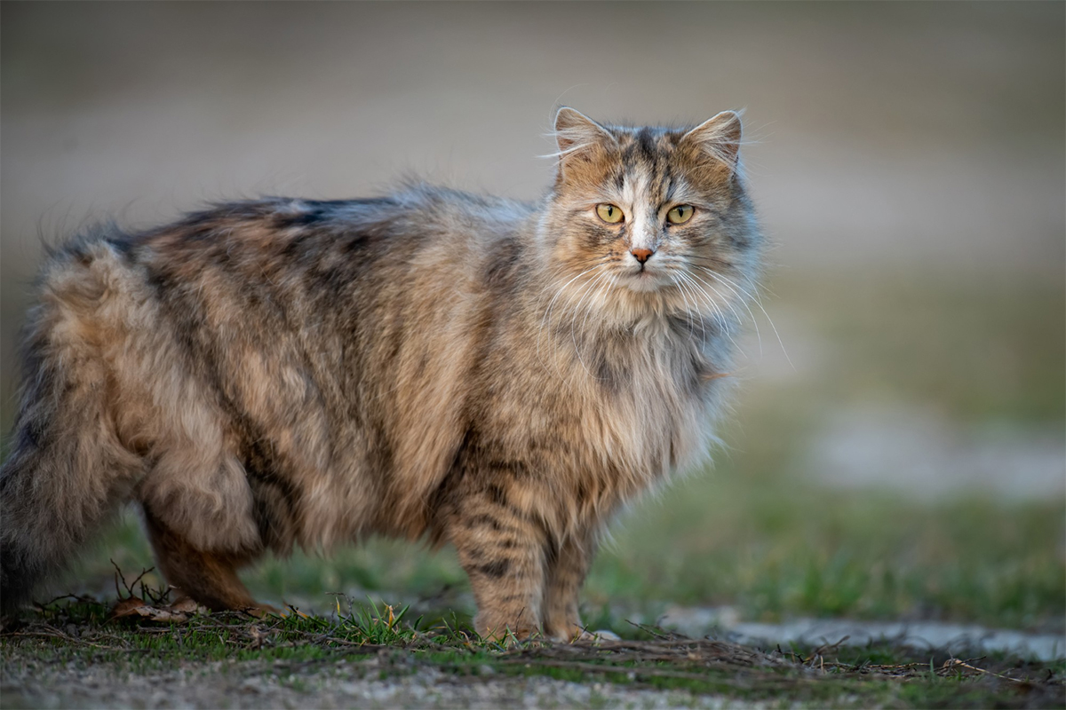 Maine Coon Kedisi Genel Özellikleri ve Bakımı 2 Maine Coon Kedisi Karakteri ve Davranışları