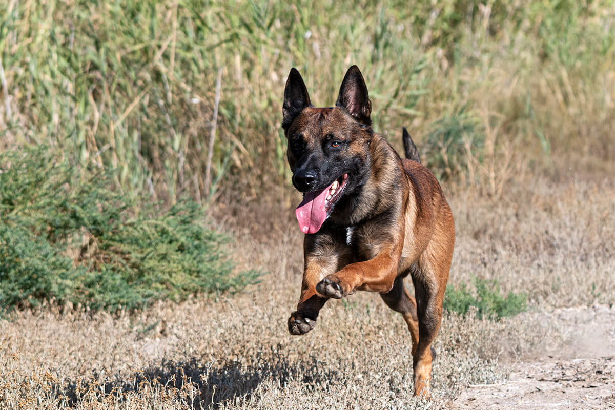 Belçika Kurdu (Malinois) Özellikleri, Bakımı ve Beslenmesi 2 Malinois Köpeği Karakteri