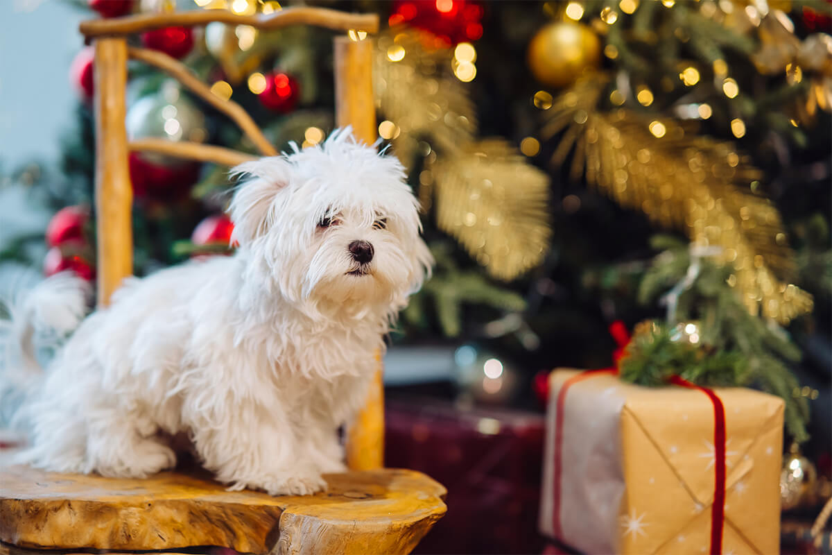 Maltese Terrier Köpeği Özellikleri, Bakımı ve Beslenmesi 2 Maltese Terrier Köpeğinin Fiziksel Özellikleri ve Görünümü