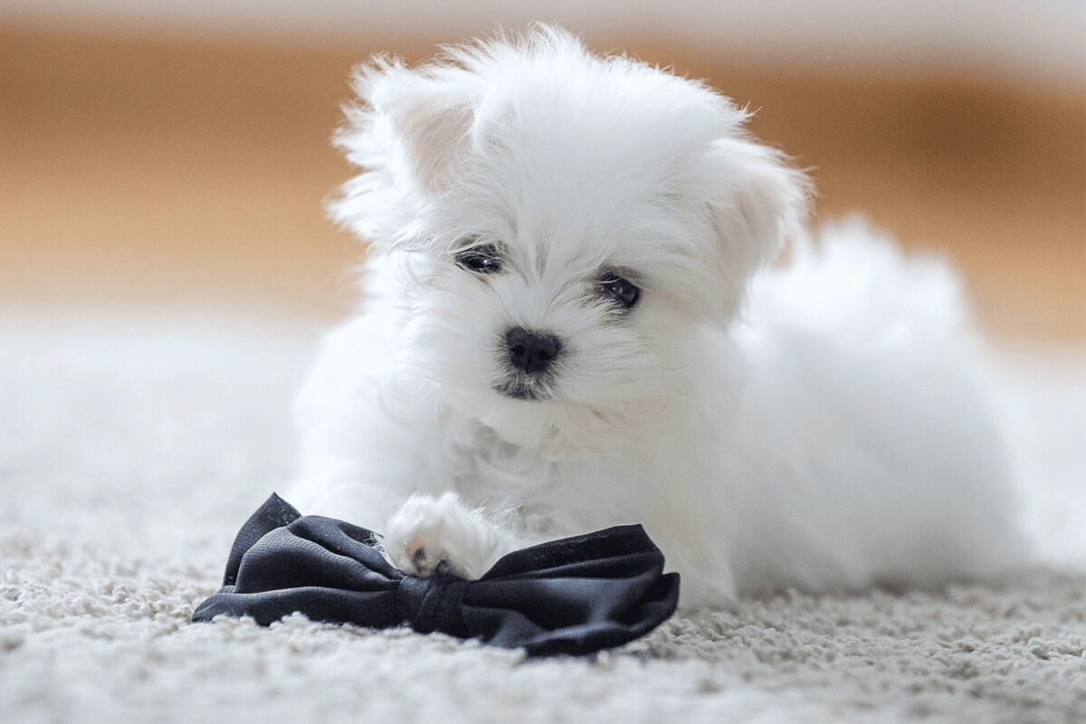 Maltese Terrier Köpeği Özellikleri, Bakımı ve Beslenmesi 4 Maltese Terrier Sahiplenirken Bilinmesi Gerekenler
