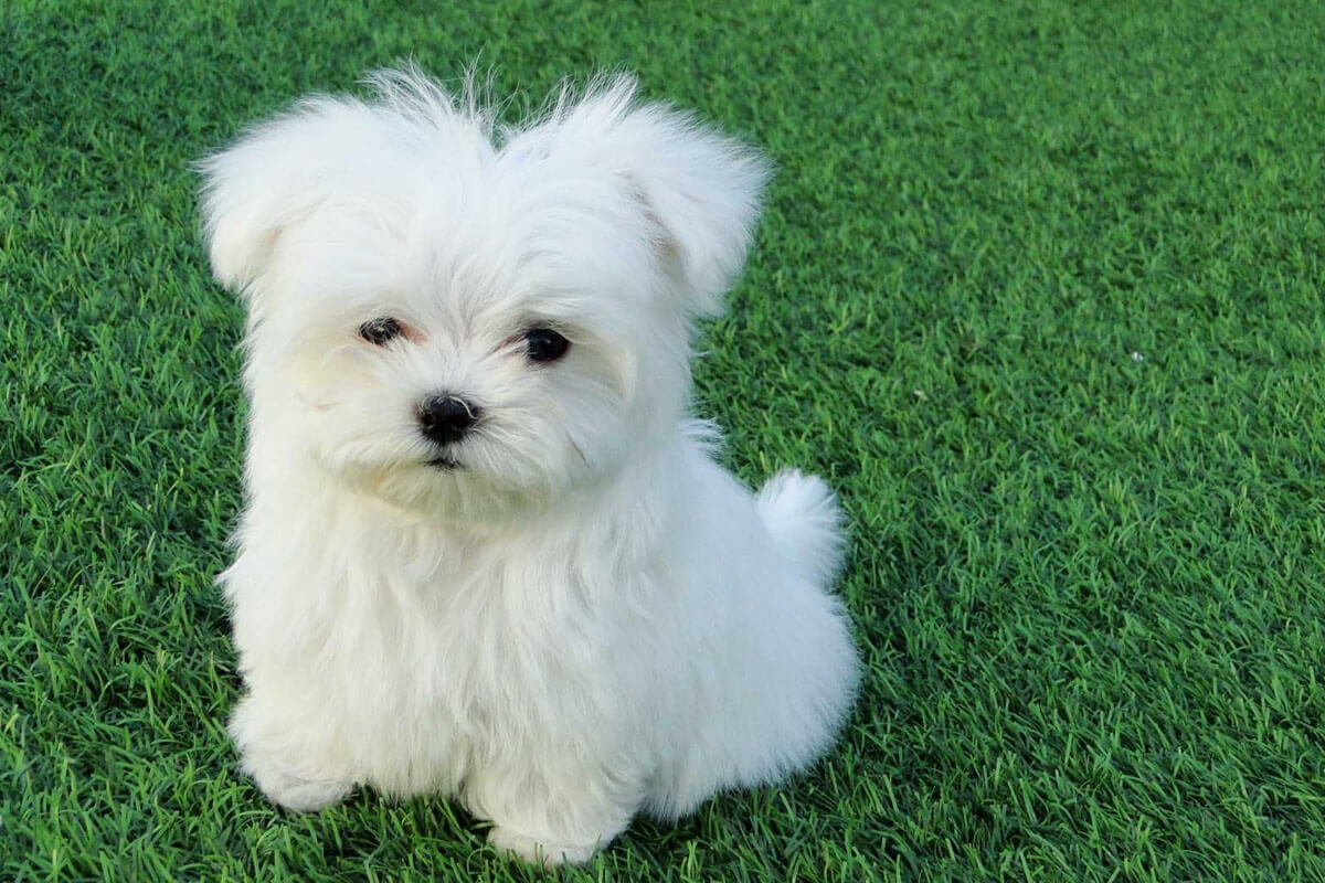 Süs Köpeği (Fino) Cinsleri ve Özellikleri 3 Maltese Terrier