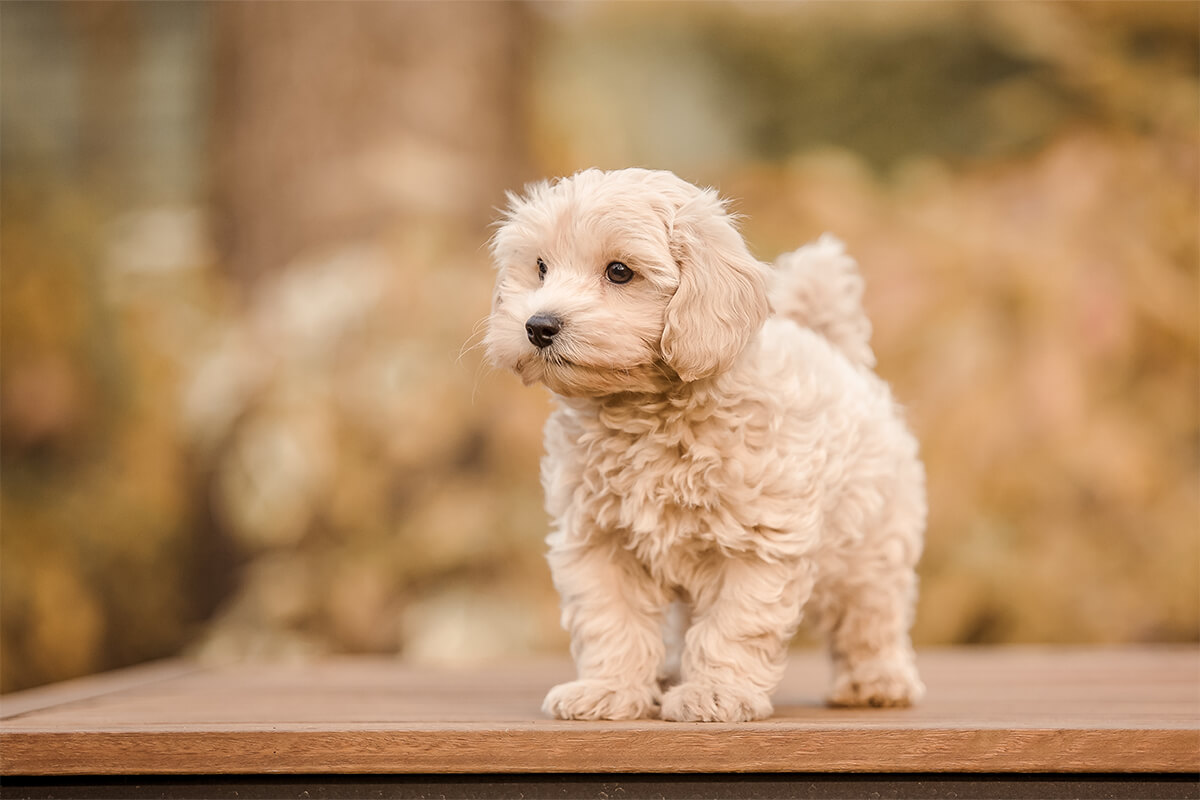 Maltipoo Köpeği Özellikleri, Bakımı ve Beslenmesi 2 Maltipoo Köpeği Ne Yer, Nasıl Beslenmeli?