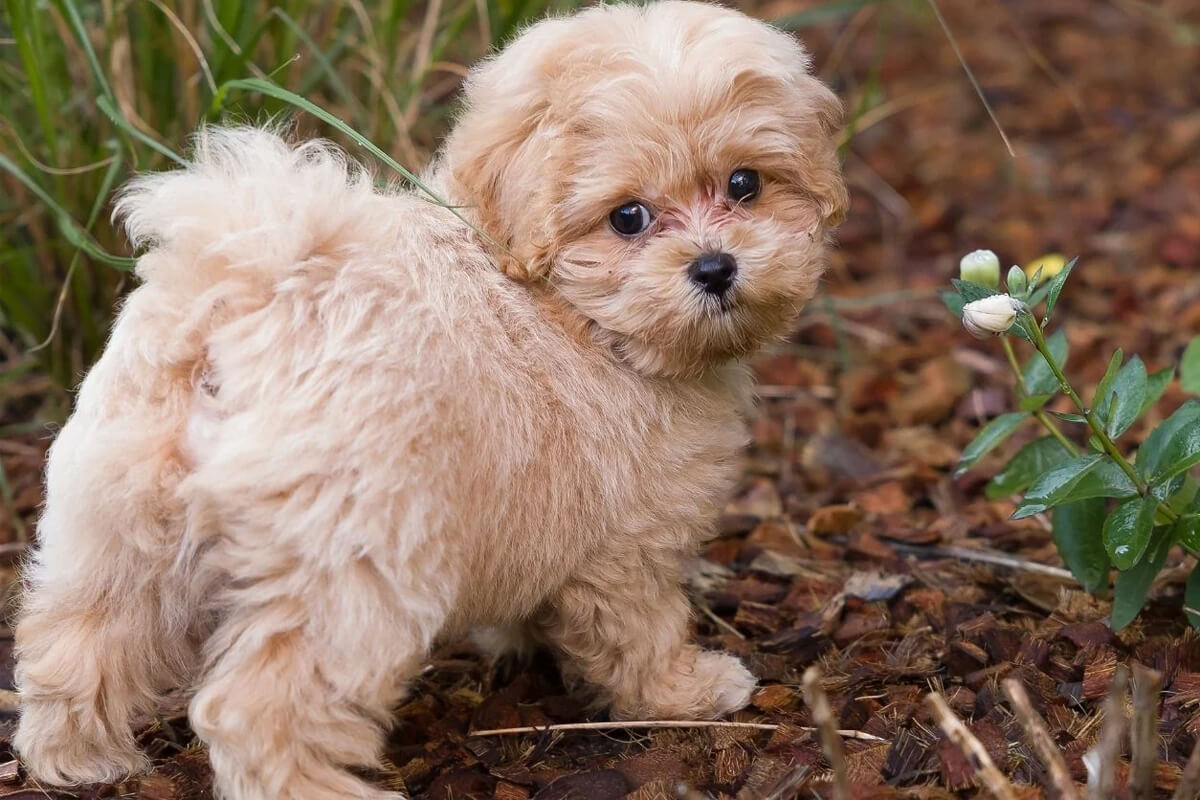 Maltipoo Köpeği Özellikleri, Bakımı ve Beslenmesi 3 Maltipoo Köpeğinin Fiziksel Özellikleri ve Görünümü