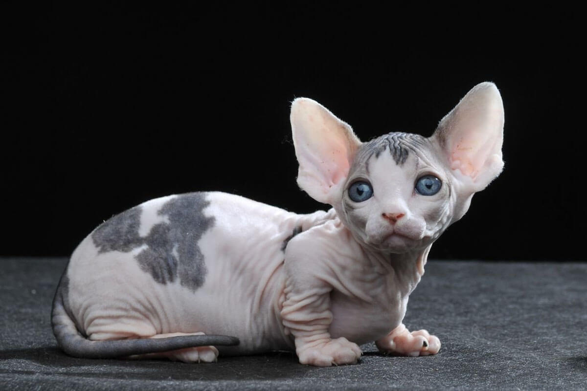 Tanışmanız Gereken Tüysüz Kedi Cinsleri 8 Minskin