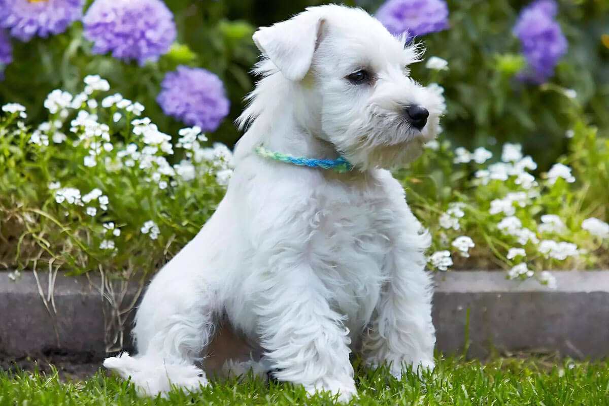 Süs Köpeği (Fino) Cinsleri ve Özellikleri 12 Minyatür Schnauzer
