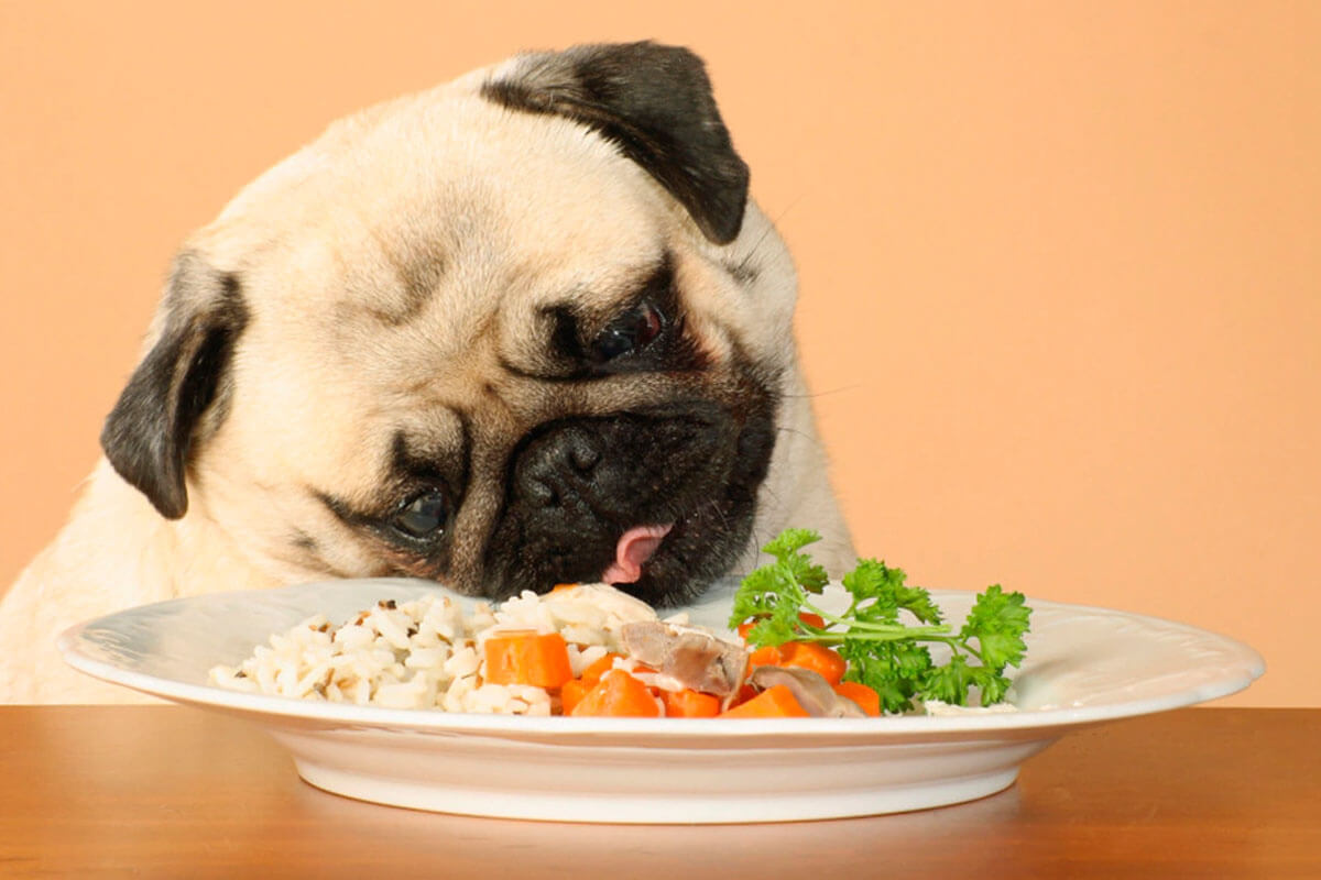 Ev Yapımı Köpek Maması Tarifleri 4 Örnek Köpek Maması Tarifi