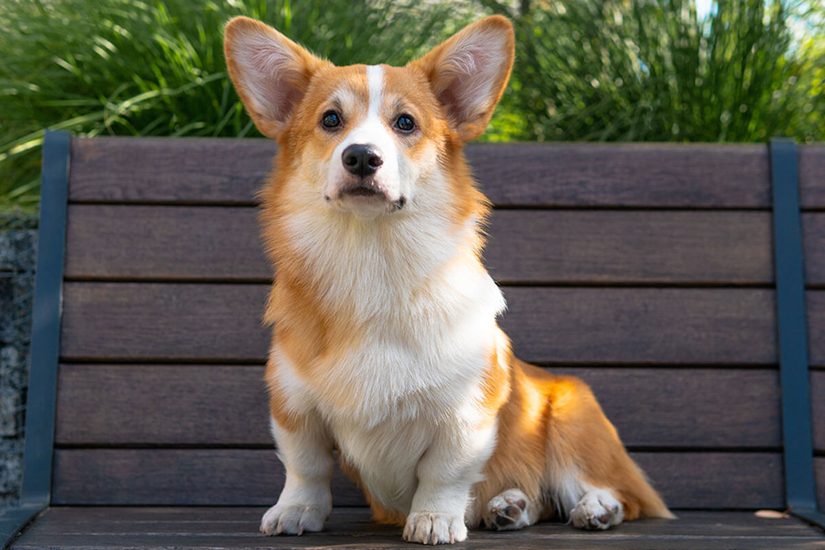 Süs Köpeği (Fino) Cinsleri ve Özellikleri 19 Pembroke Welsh Corgi